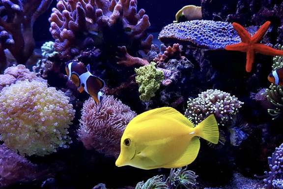 와이키키 아쿠아리움